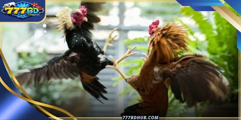 Philippine cockfight odds
