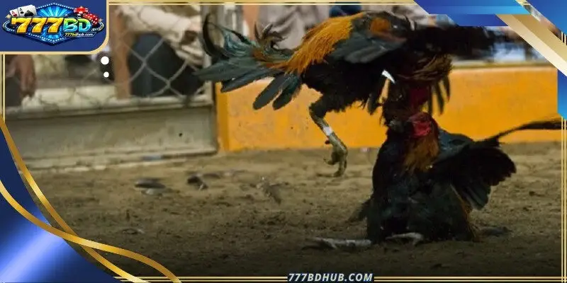 Experts carefully inspect the avian athletes before the match officially begins