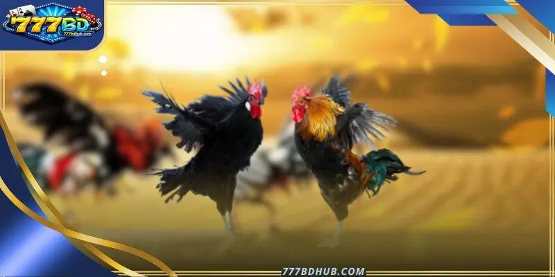 Understanding the competition format helps you predict the match duration