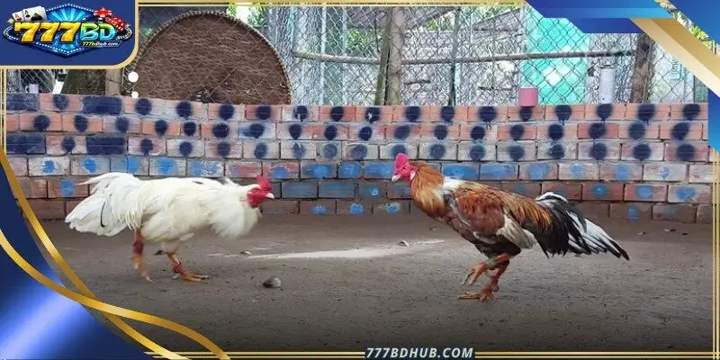 Traditional sabong rules
