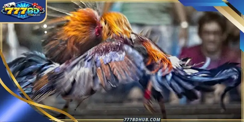 Official handlers carefully prepare the avian athletes forthe upcoming challenge